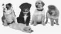 ZERGportal - die Datenbanken für Hundefreunde (Hunde-in-Not)